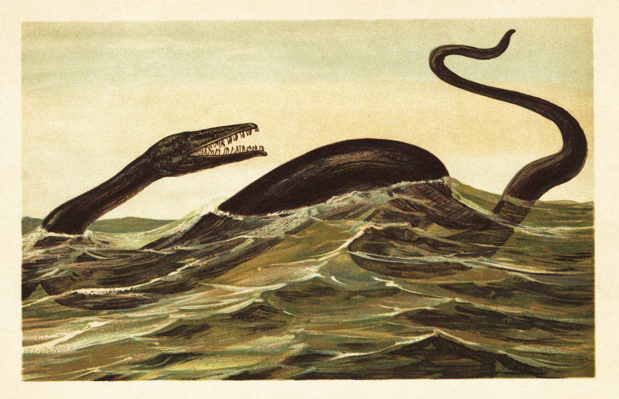 Mosasaurus hoffmannii, utdødd akvatisk reptil.1908 (litografi) av Unbekannter Künstler