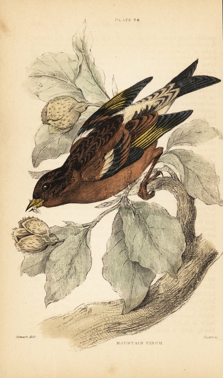Fjellfink eller bramling, Fringilla montifringilla.1889 (gravering) av Unbekannter Künstler