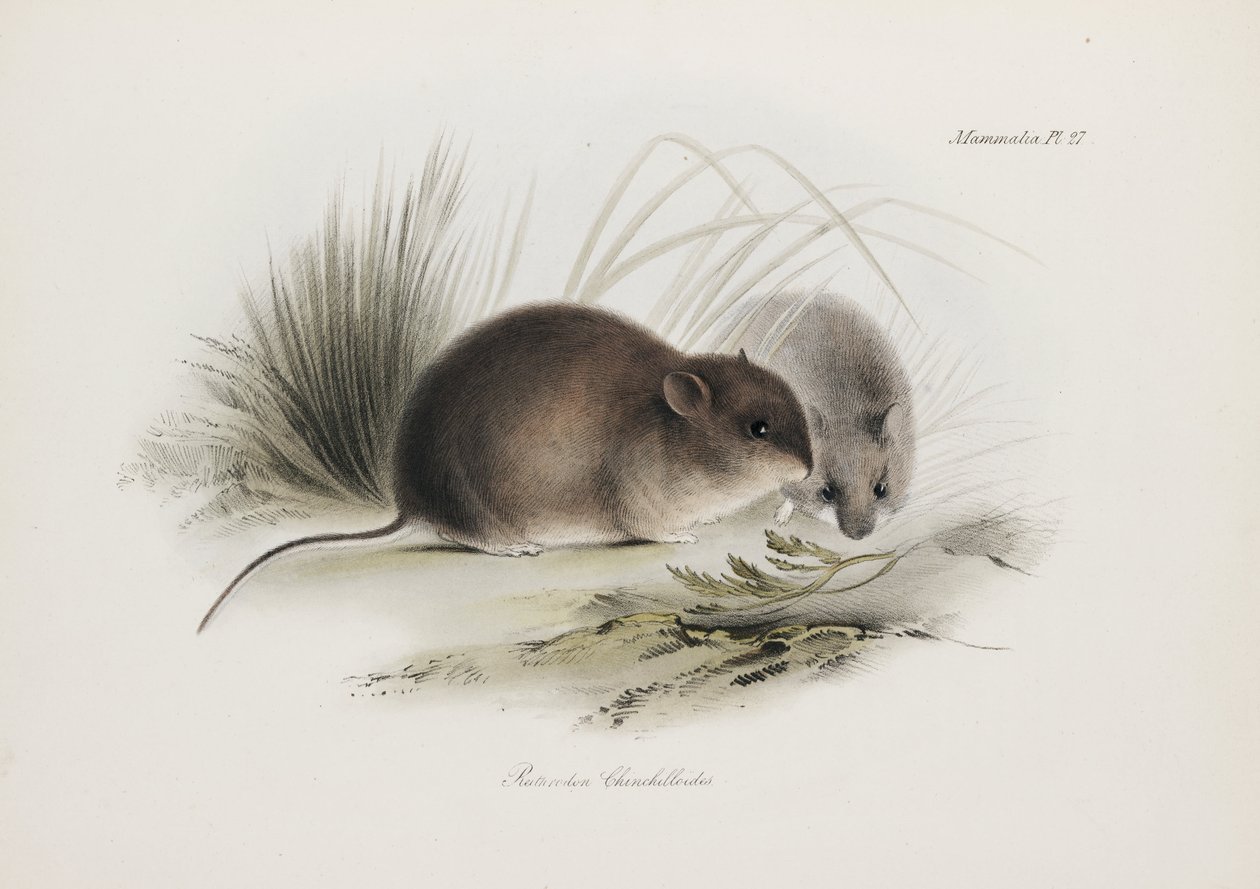 Mus, Tierra del Fuego, Sør-Amerika, ca 1832-1836 av Unbekannter Künstler