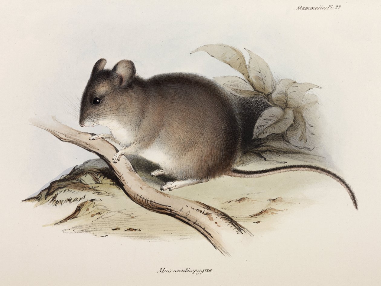 Mus, c 1832-1836 av Unbekannter Künstler