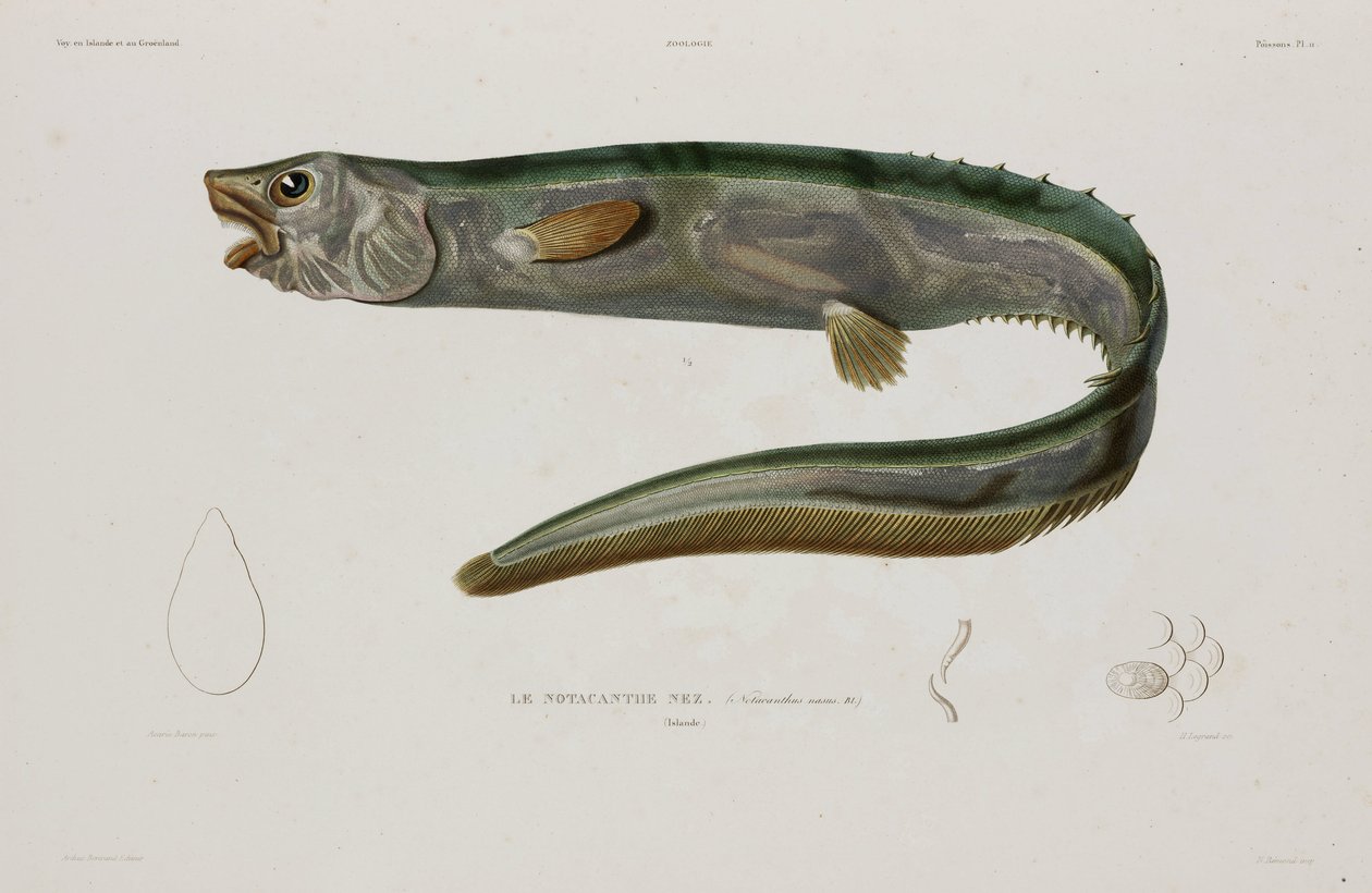Natacanthus nasus, Island, tidlig på 1800-tallet av Unbekannter Künstler