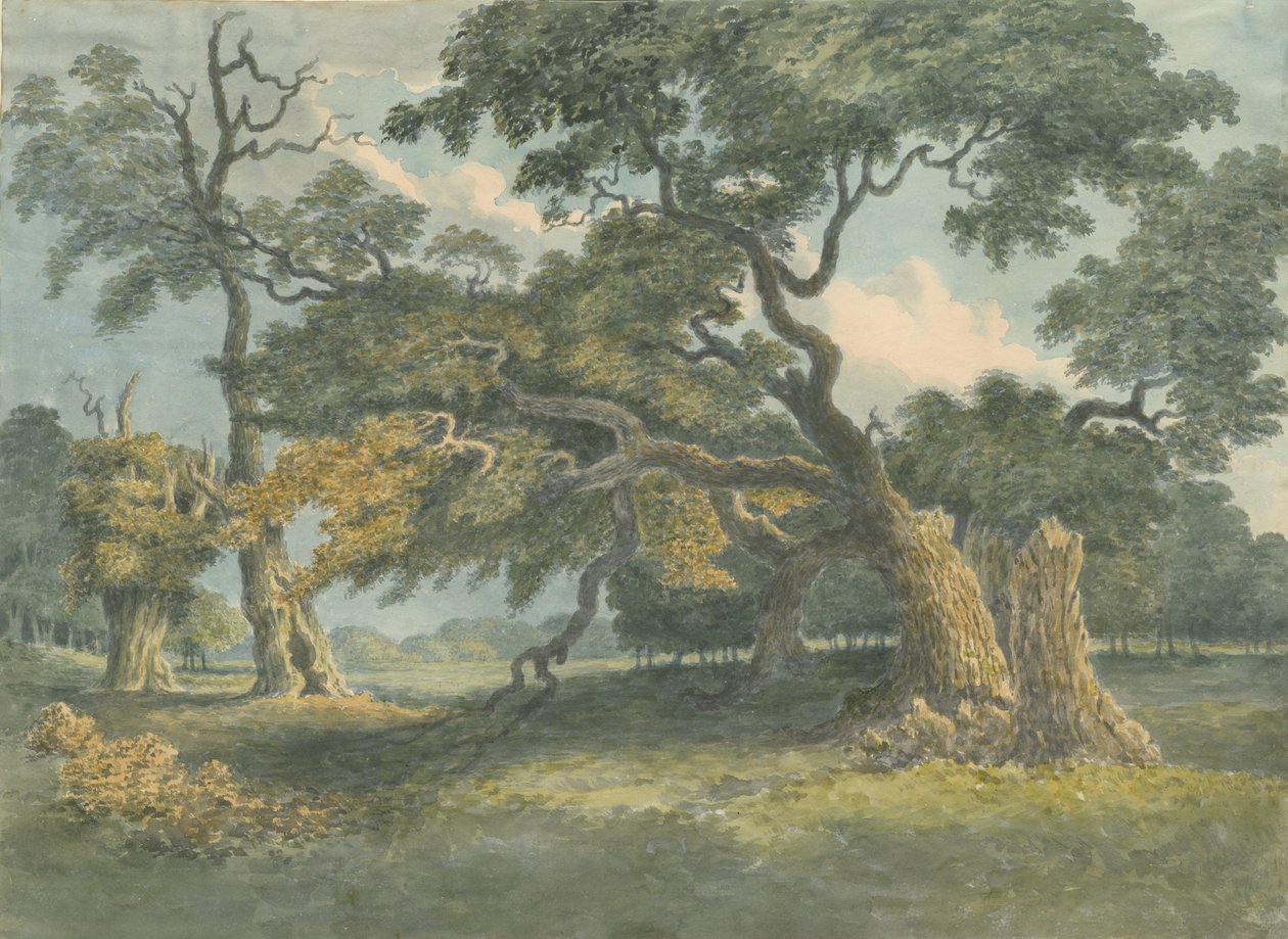 Needwood - Oak Tree: akvarellmaling, nd [? 1800-tallet] av Unbekannt