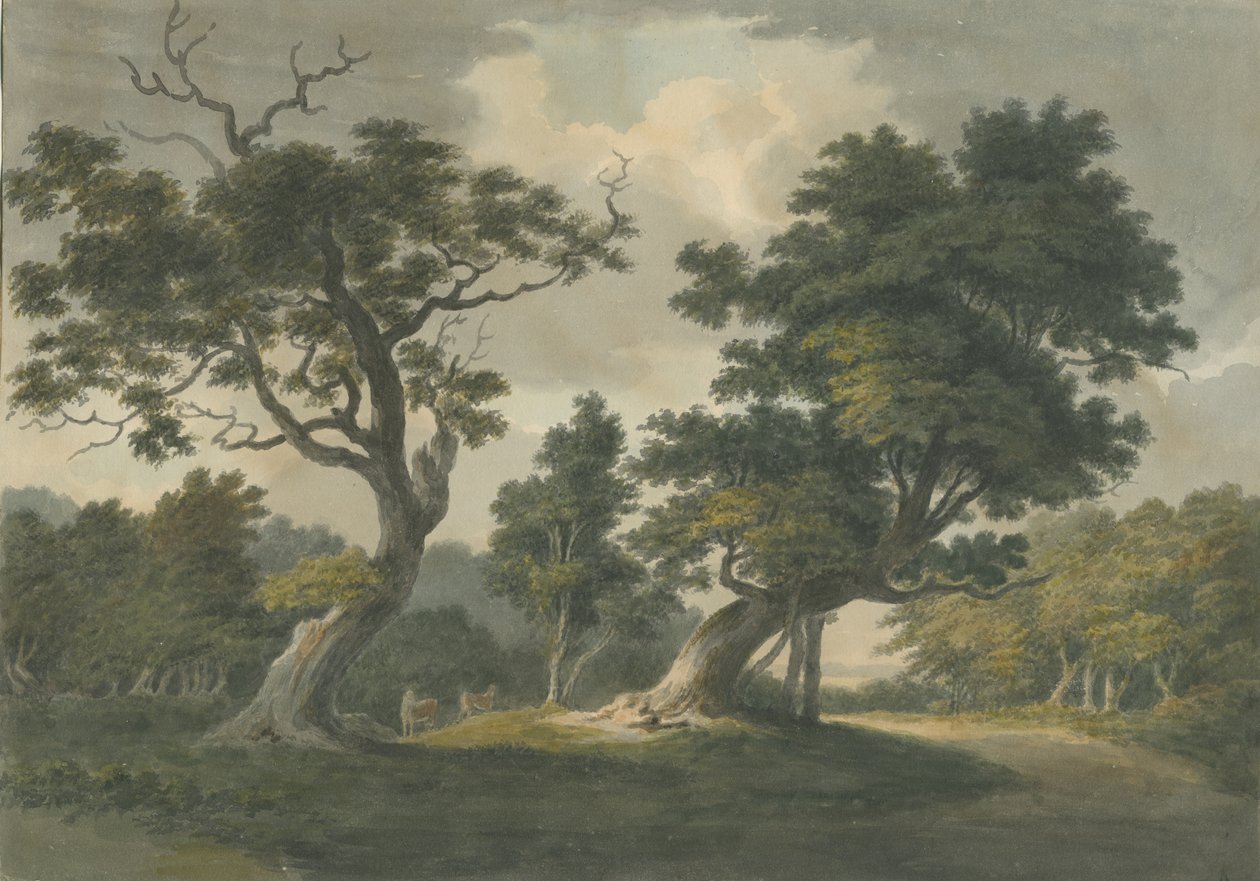 Needwood Forest: vannfargemaleri, nd [begynnelsen av 1800-tallet] av Unbekannt