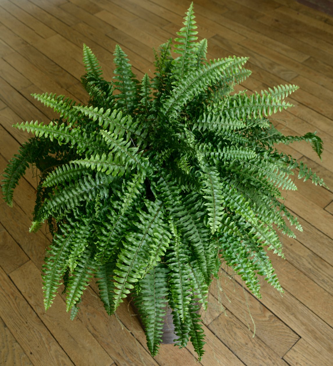 Nephrolepis exaltata, bregne i et hus av Benjamin Baud