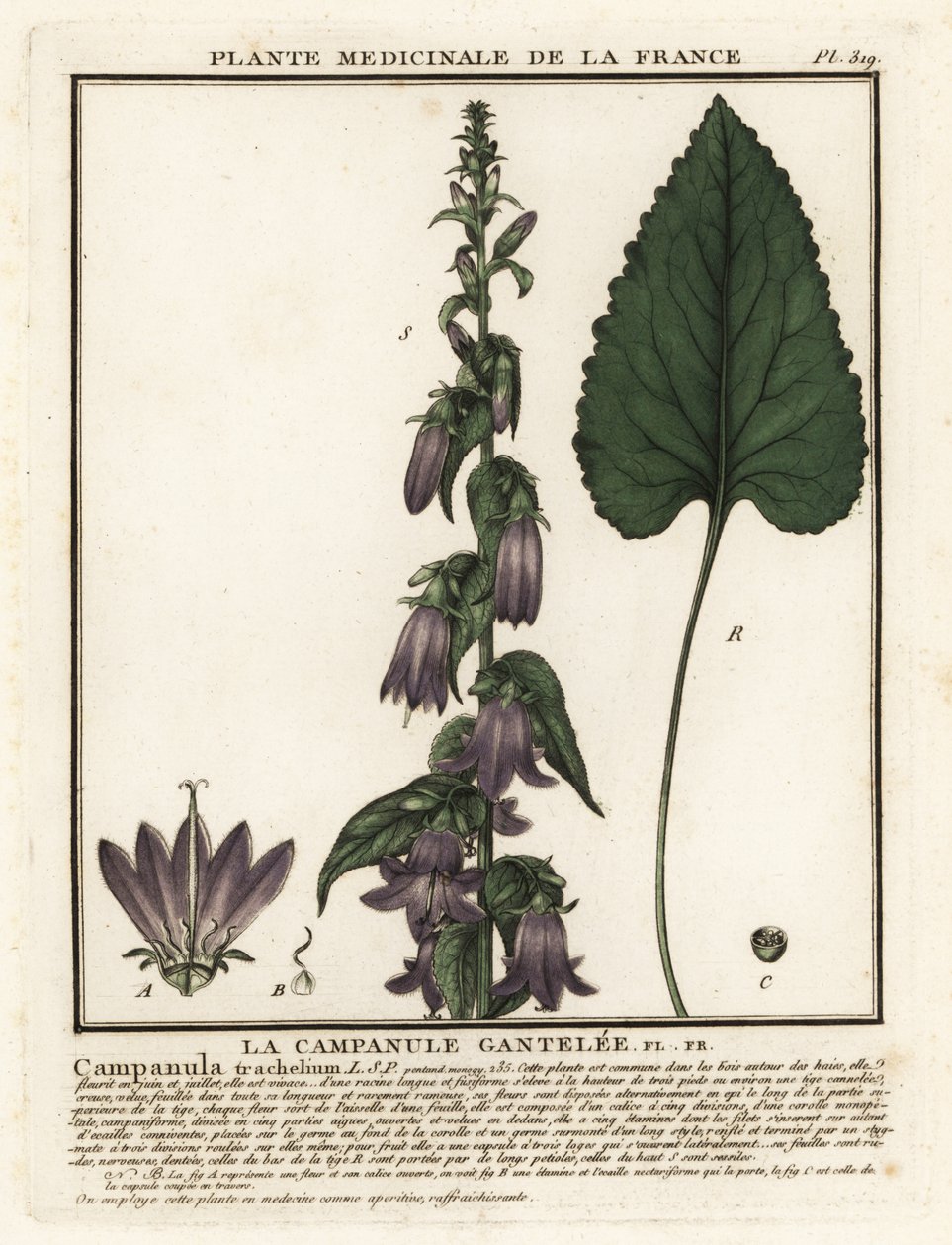 Brenneslebladklokke, Campanula trachelium. av Unbekannter Künstler