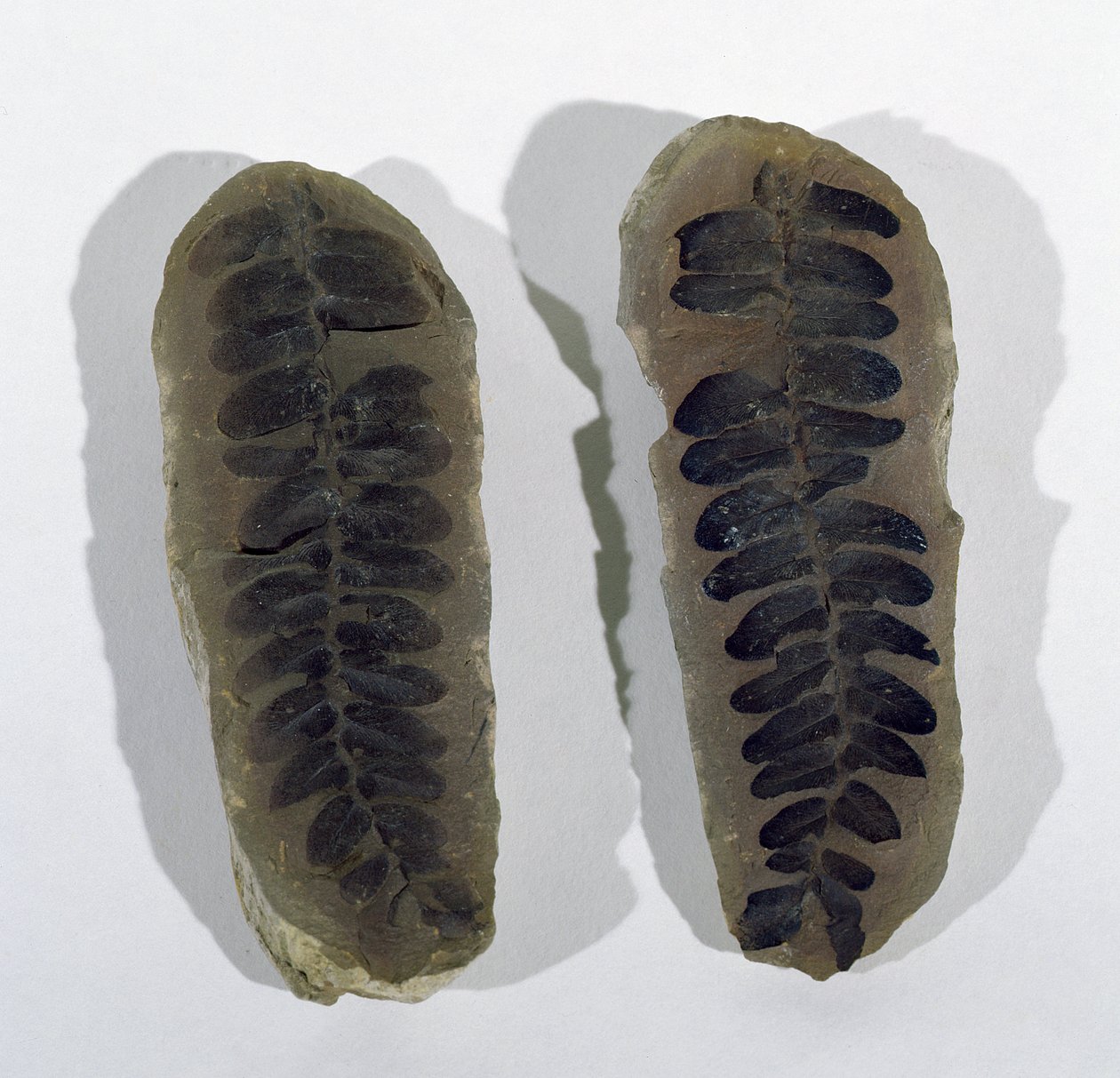 Neuropteris (Frond of Sea Fern) funnet ved Coseley, Staffordshire, Upper Carboniferous Period (bilde) av Unbekannt