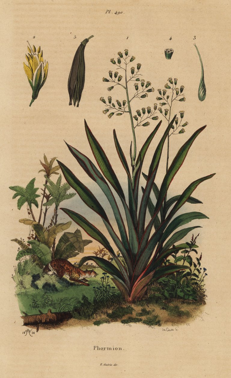 New Zealand lin eller harakeke, Phormium tenax av Unbekannt