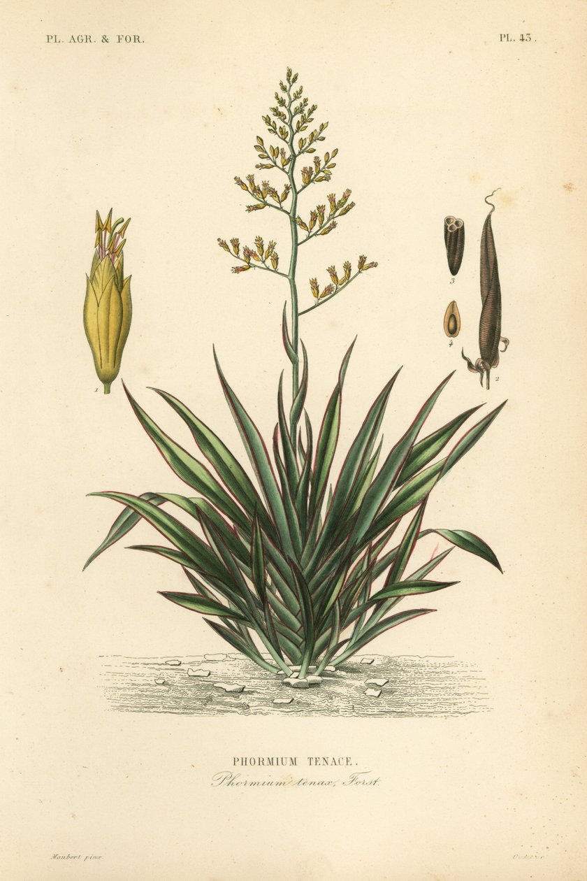 New Zealand lin eller harekeke, Phormium tenax, Phormium tenax av Unbekannt