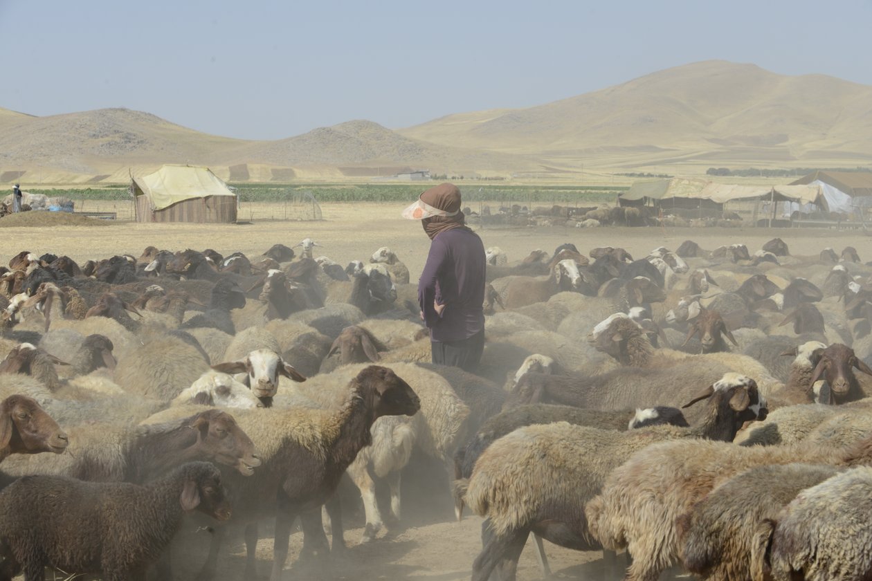Nomadetelt mellom Tamar og Ashkhaneh, Iran 2022 (fotografi) av Unbekannter Künstler