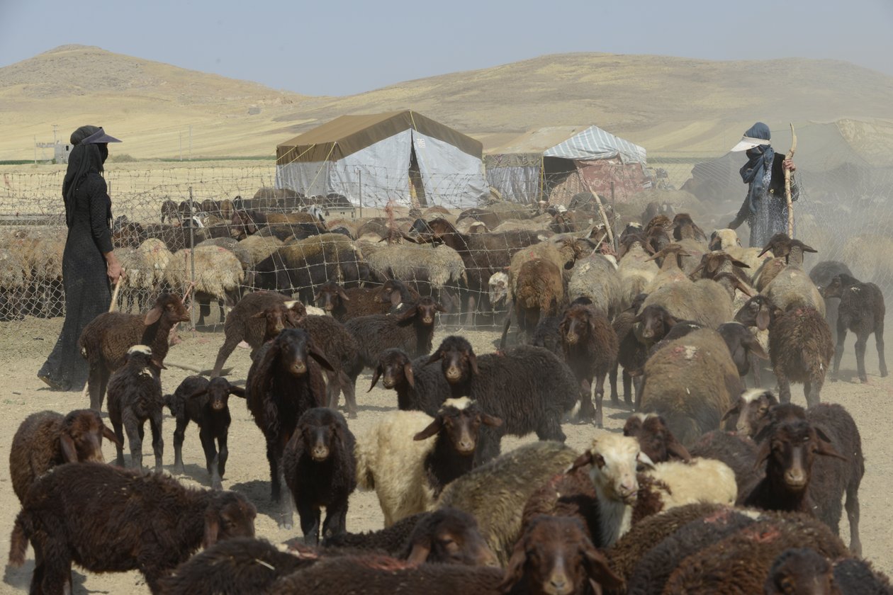 Nomadetelt mellom Tamar og Ashkhaneh, Iran 2022 (fotografi) av Unbekannter Künstler