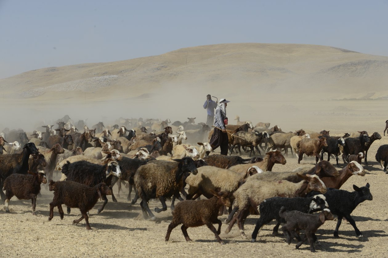 Nomadetelt mellom Tamar og Ashkhaneh, Iran 2022 (fotografi) av Unbekannter Künstler