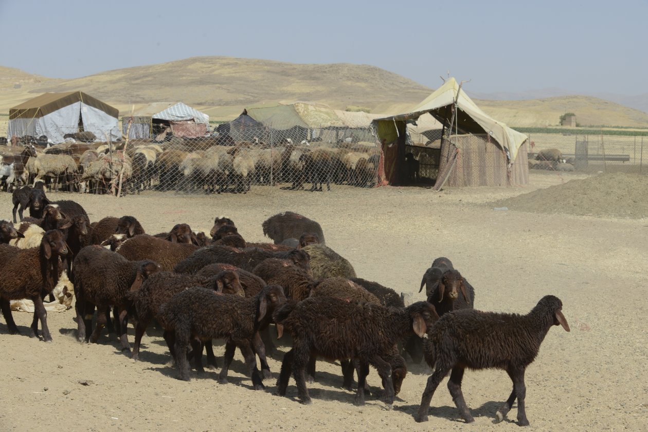 Nomadetelt mellom Tamar og Ashkhaneh, Iran 2022 (fotografi) av Unbekannter Künstler
