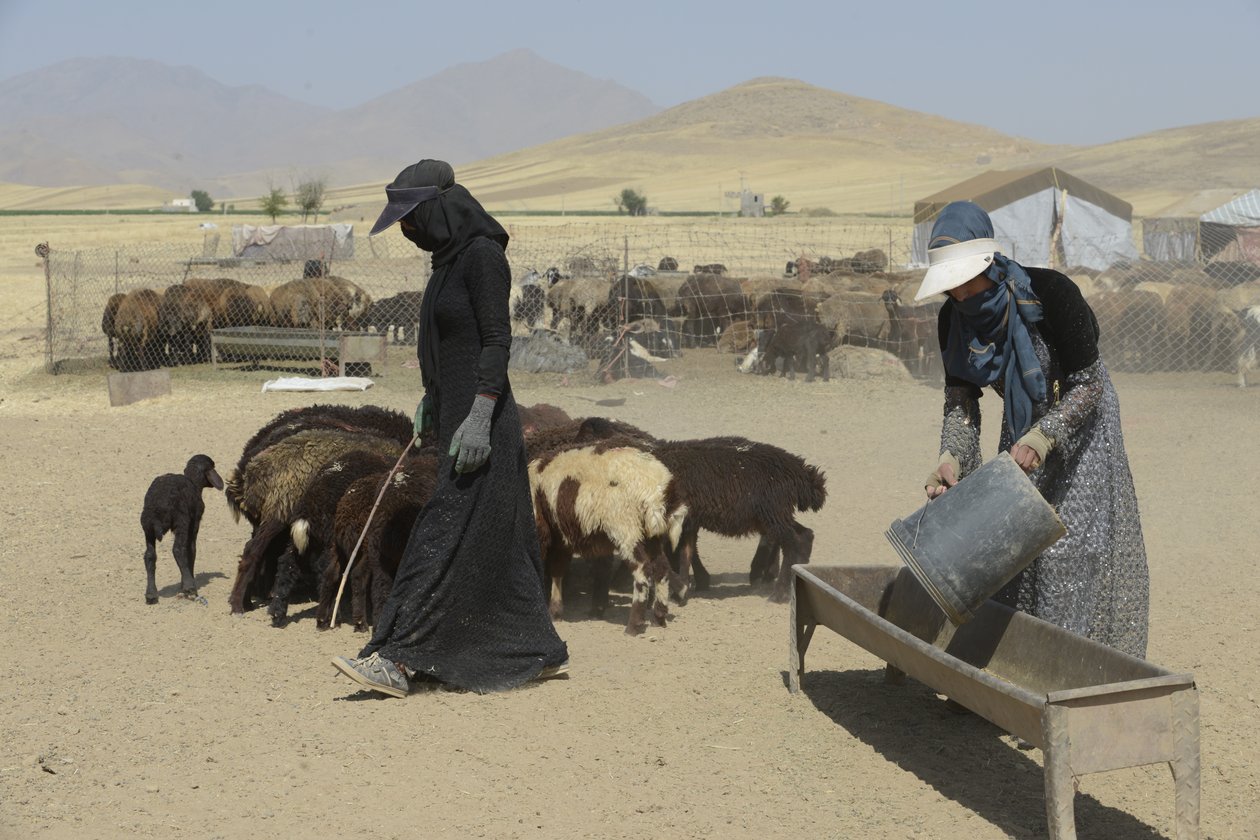 Nomadetelt mellom Tamar og Ashkhaneh, Iran 2022 (fotografi) av Unbekannter Künstler