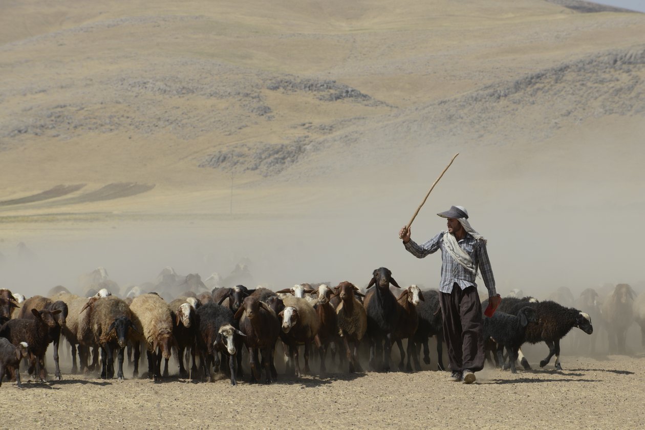Nomadetelt mellom Tamar og Ashkhaneh, Iran 2022 (fotografi) av Unbekannter Künstler