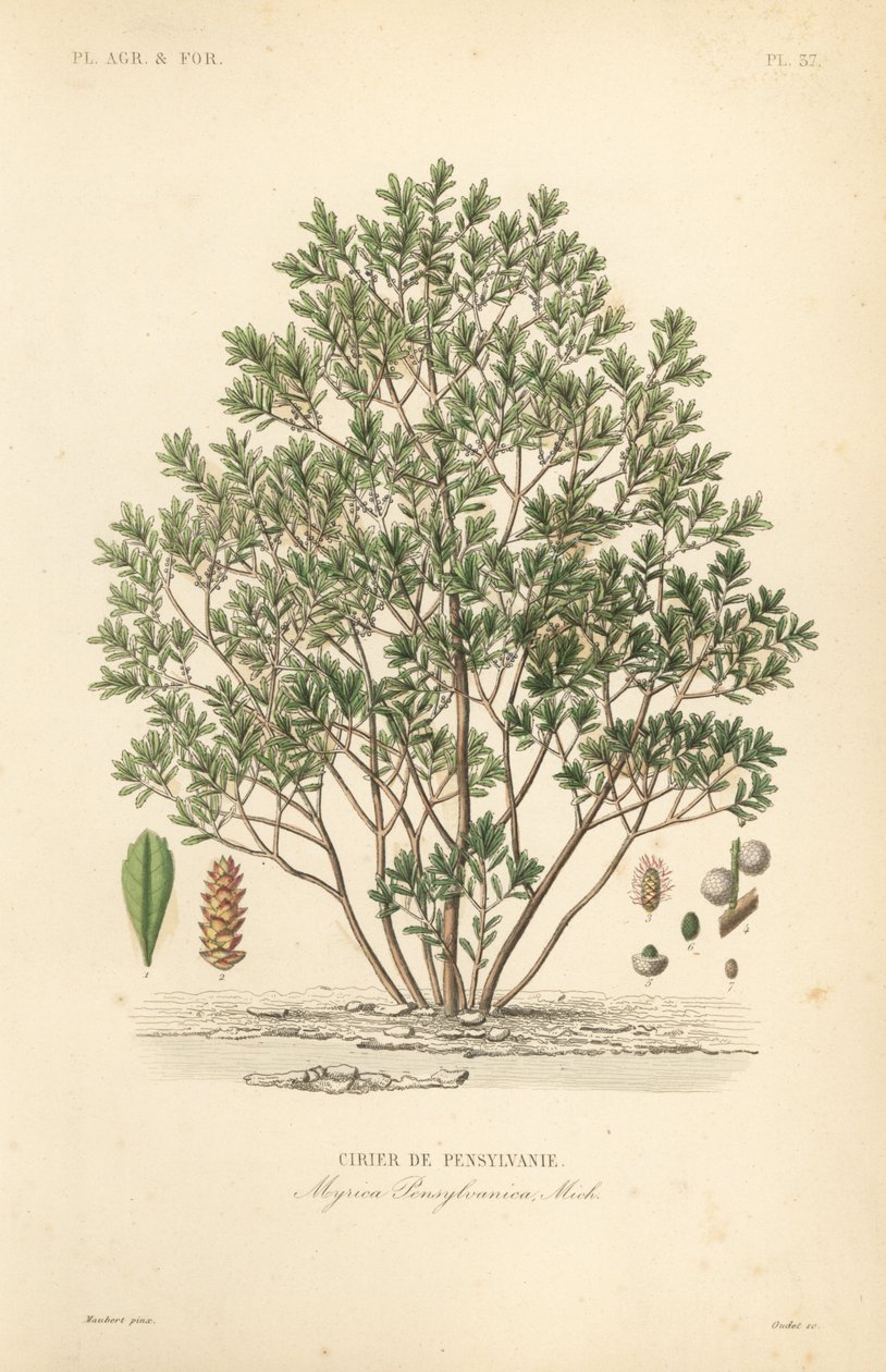 Nordlig laurbærbær, Myrica pensylvanica, cirier de pensylivanie av Unbekannt