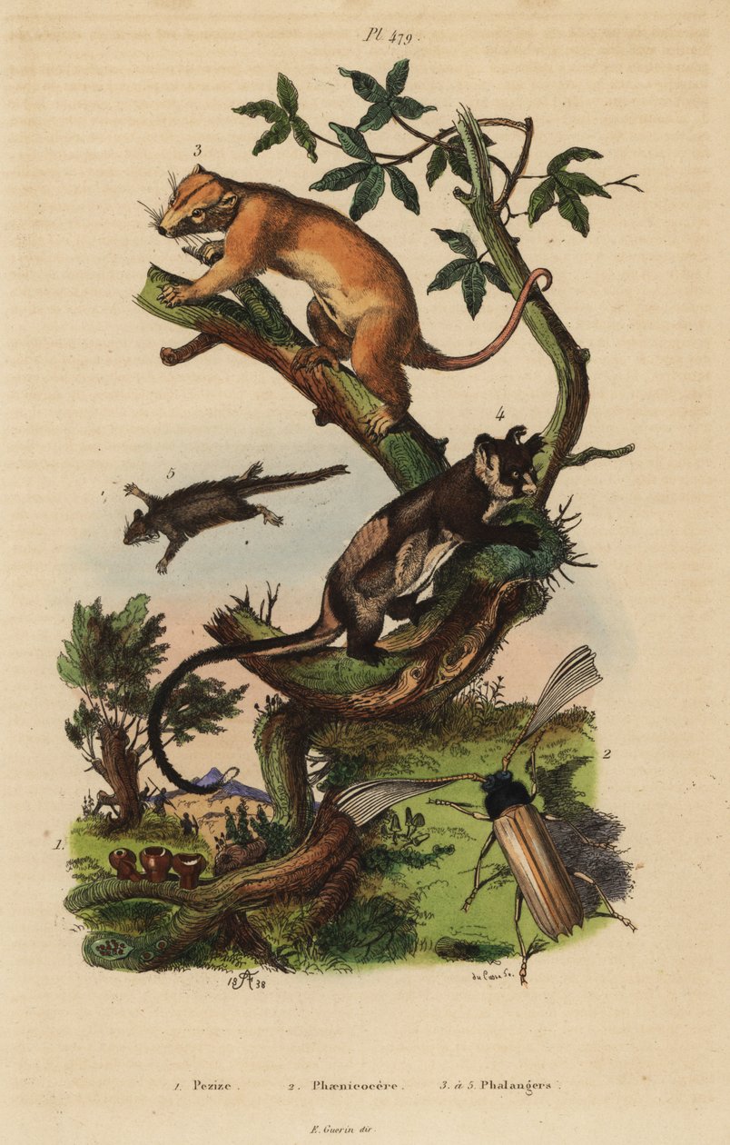 Northern common cuscus, Phalanger orientalis 3, gulbuket glider, Petaurus australis 4, feathertail glider, Acrobates pygmaeus 5, Peziza fungi 1 og Psygmatocerus wagleri bille 2 av Unbekannt
