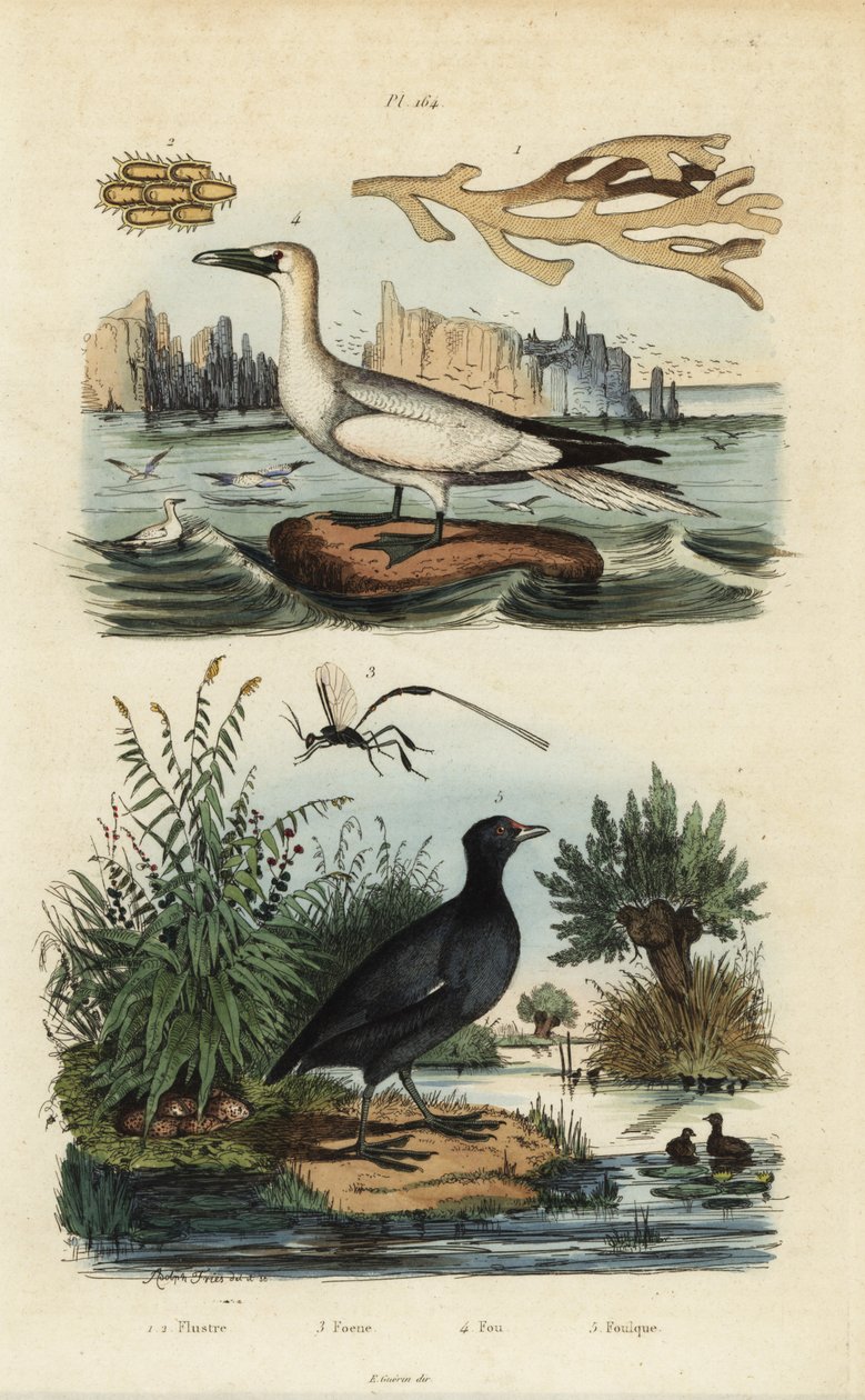 Nordhavssule, Morus bassanus 4, hønsehøne, Fulica rufifrons 5, Flustra foliacea tang 1,2 og Gasteruption veps 3 av Unbekannt