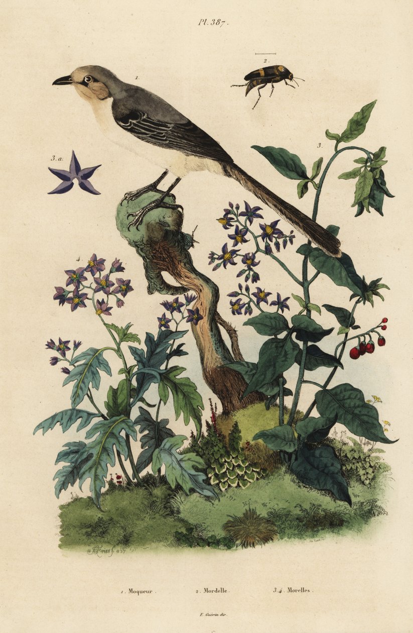 Nordlig spottfugl, mimus polyglottes orpheus 1, bittersøt nattskygge, Solanum dulcamara 3, Solanum quercifolium 4, Mordella fasciata bille 2 av Unbekannt