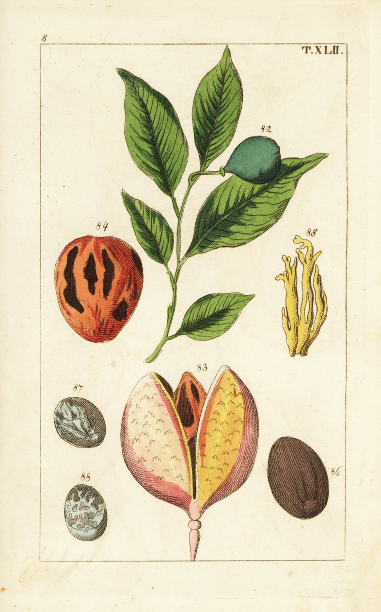 Muskat og mace-tre, Myristica fragrans. av Unbekannter Künstler
