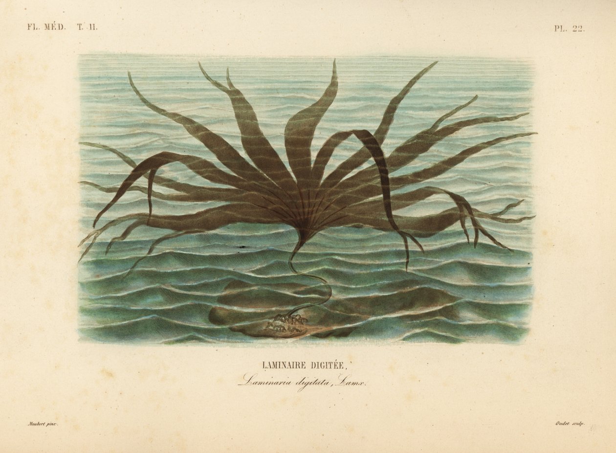 Tåre, Laminaria digitata, Finger Tare av Unbekannt