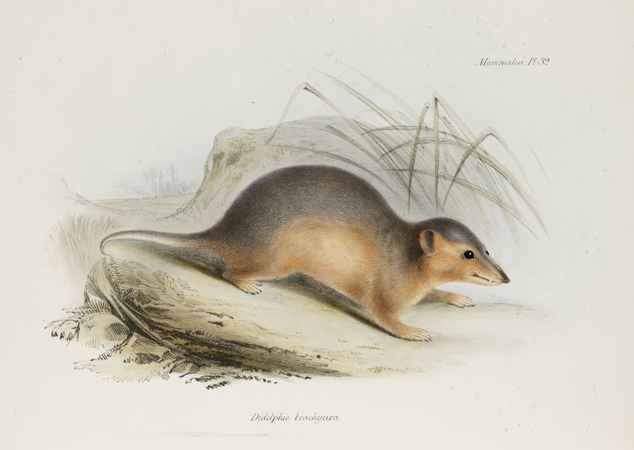Motsatt, c 1832-1836 av Unbekannt