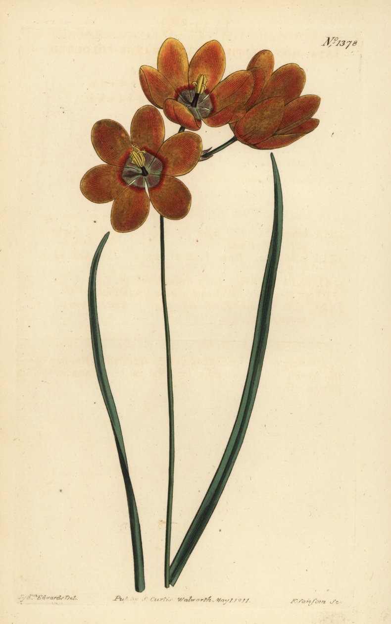 Orage kolurid monadelfous ixia, Ixia monadelfus av Unbekannt