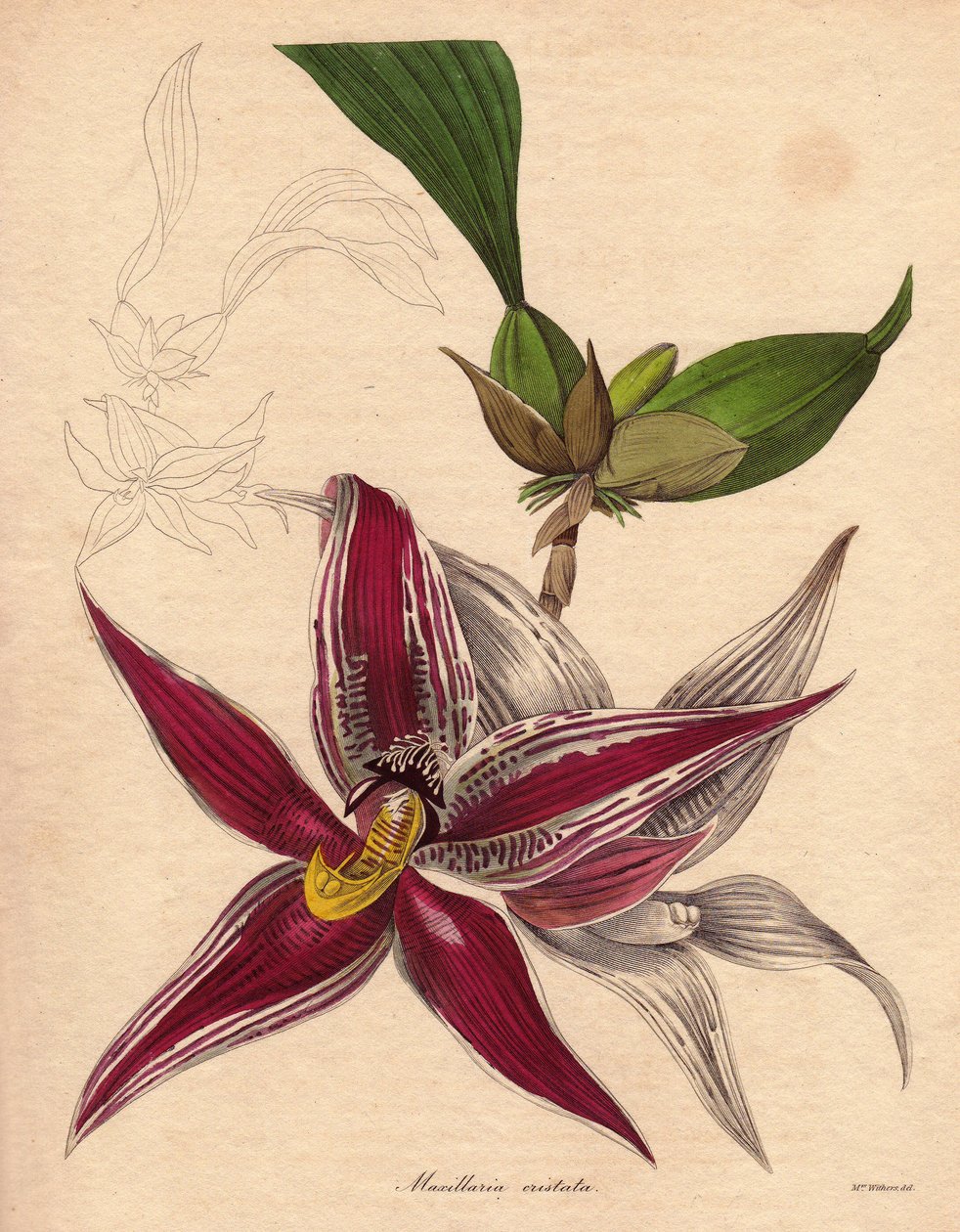 Orkidé variete, Paphinia (Maxillaria) cristata, endemiske arter i Nord-Sør-Amerika. En anhengsblomsterstand med en stjerneformet blomst, crimson rød farge med hvite striper. Illustrasjon av Augusta Innes Withers (1793-1877), i The Botanist, serien  av Unbekannter Künstler