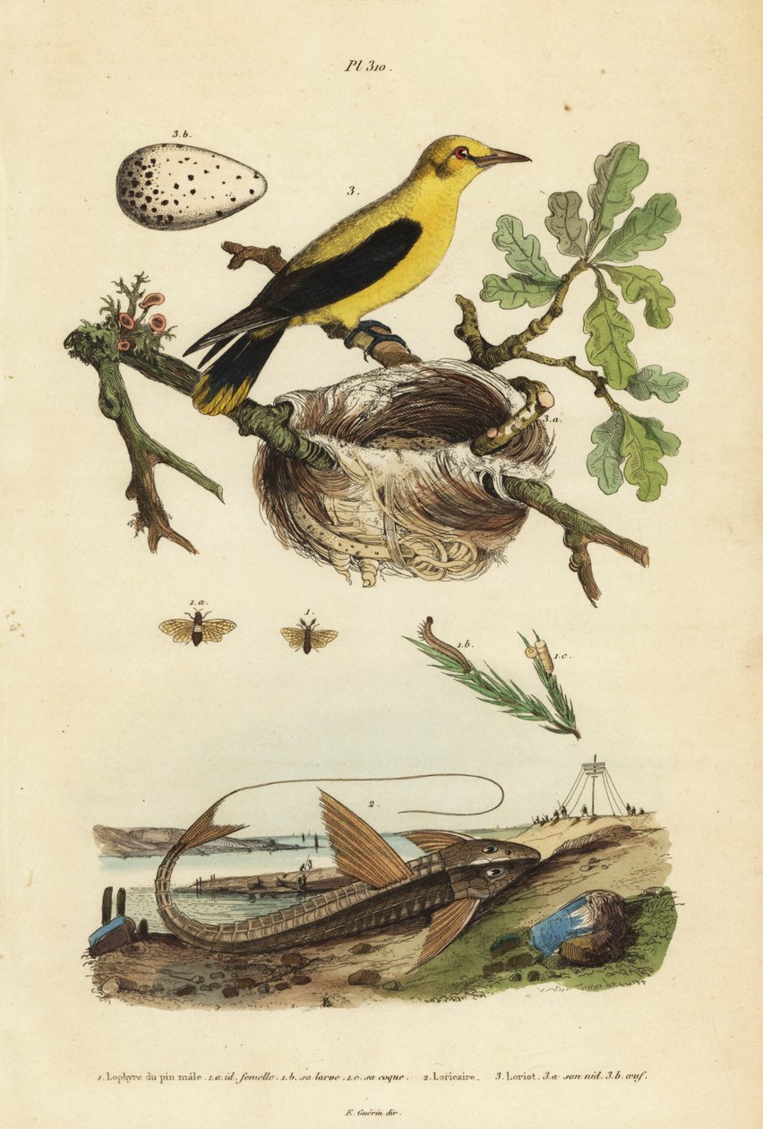 Oriole svarttrost, Gymnomystax mexicanus, reir og egg 3, sjokolade loricarid pansersteinbit, Loricaria cataphracta 2 og furusagflue, Neodiprion sertifer 1 av Unbekannt
