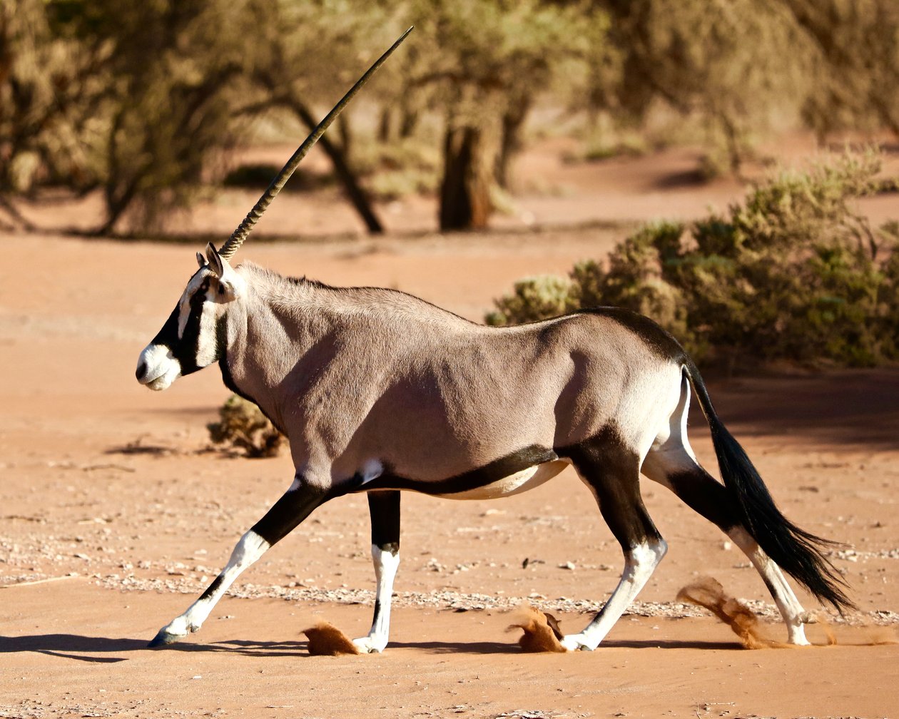 Oryx, Namib-ørkenen, 2017 (fotografi) av Unbekannter Künstler