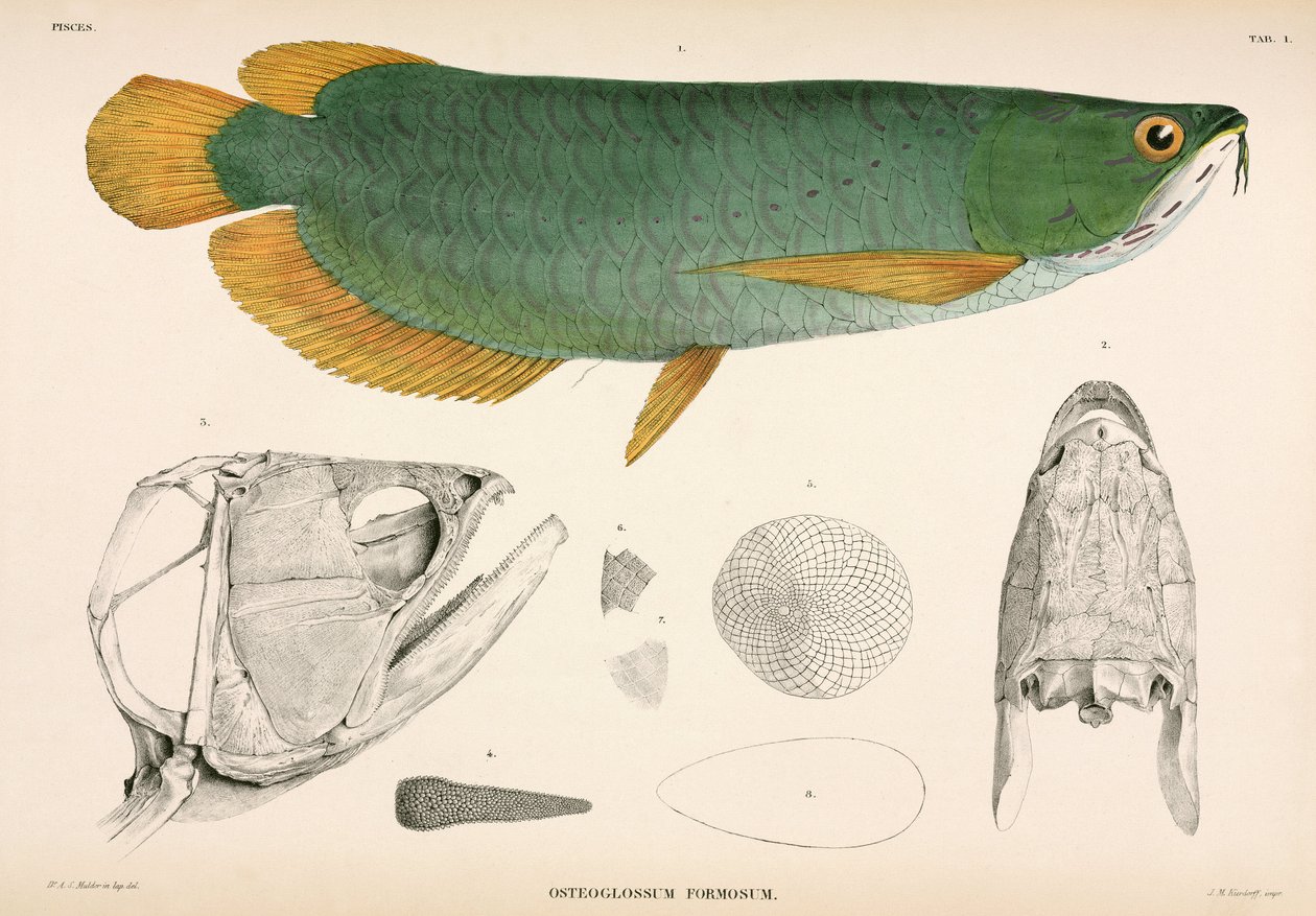 Osteoglossum formosum, Indonesia av Unbekannter Künstler