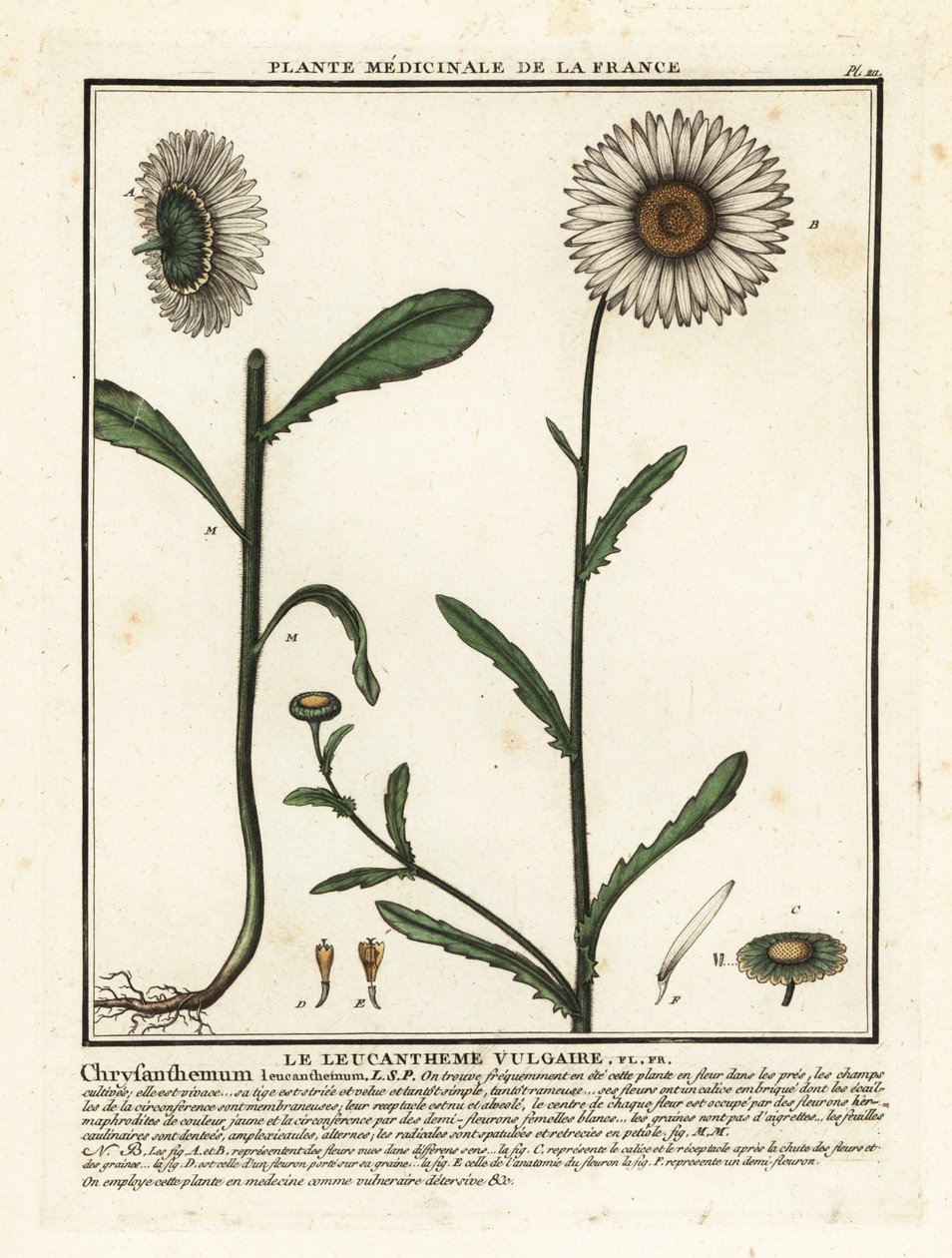 Okseøye tusenfryd, Leucanthemum vulgare. av Unbekannter Künstler
