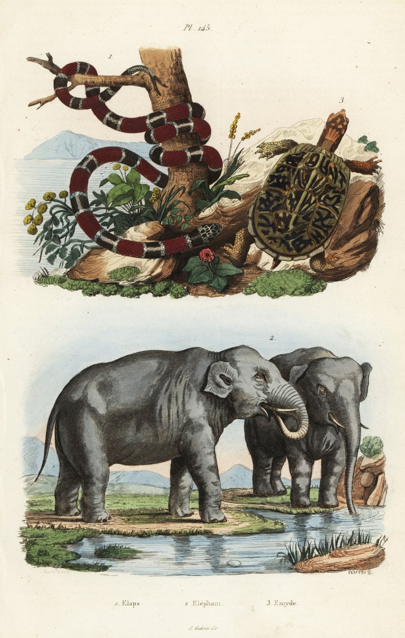 Malt korallslange, Micrurus corallinus 1, indisk elefant, Elephas maximus indicus 2 og vanlig boksskilpadde, Terrapene carolina 3 av Unbekannt