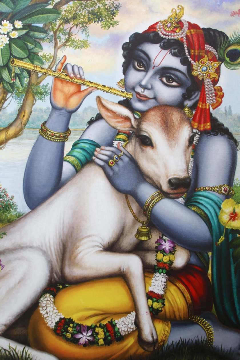 Maleri som viser hinduguden Krishna som spiller på fløyte og kjærer en kalv. India av Unbekannt