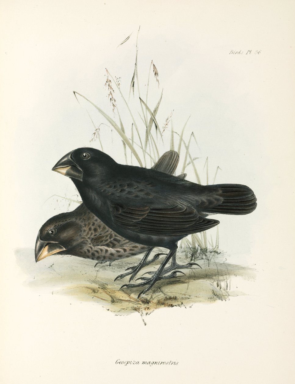 Et par store bakkefinker, Galapagosøyene, ca 1832-1836 av Unbekannt