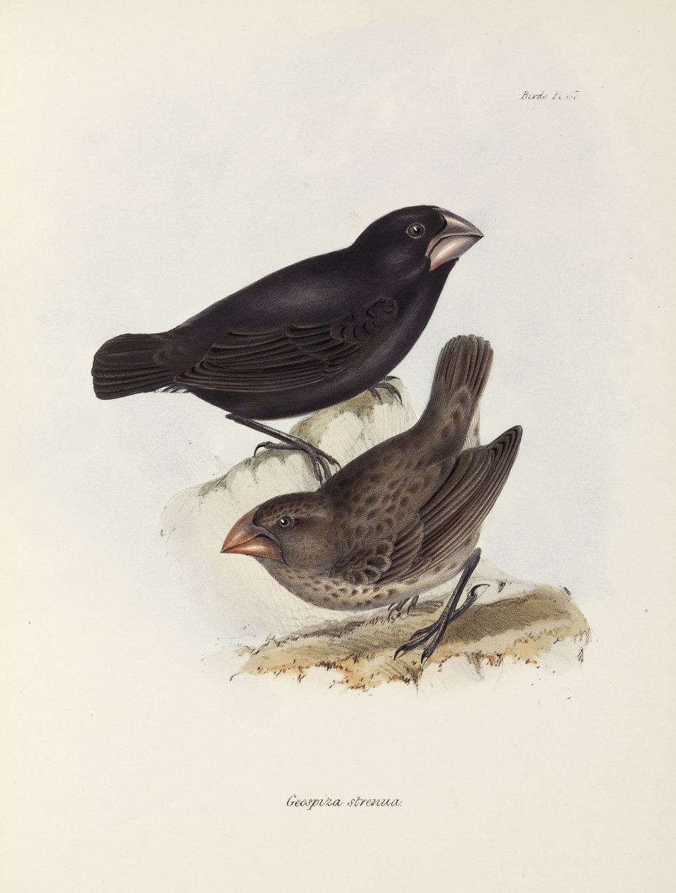 Finkepar, Galapagosøyene, ca 1832-1836 av Unbekannt