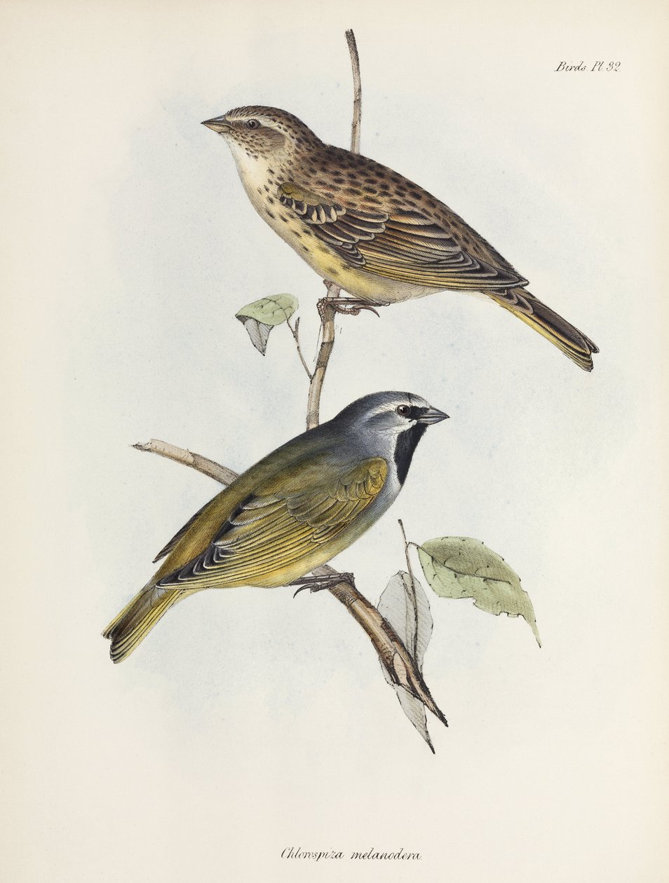 Spurvepar eller finker, c 1832-1836 av Unbekannt