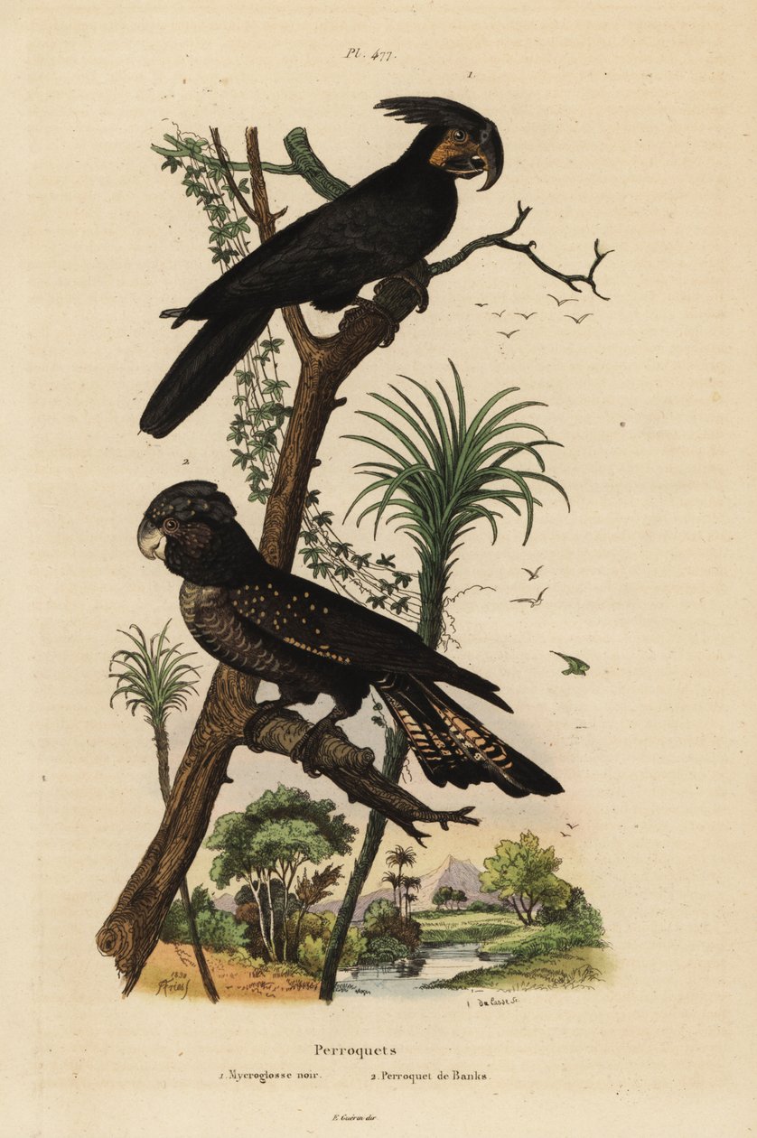 Palmekakadue, Probosciger aterrimus og rødhalekakadue, Calyptorhynchus banks Mycroglosse noir et Perroquet de Banks av Unbekannt