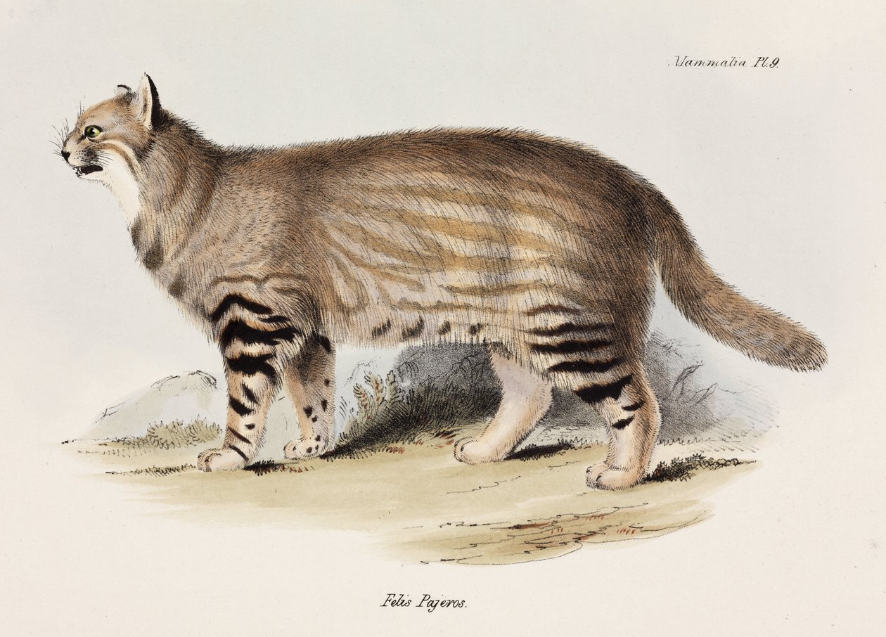 Pampas katt, Sør-Amerika, ca 1832-1836 av Unbekannt