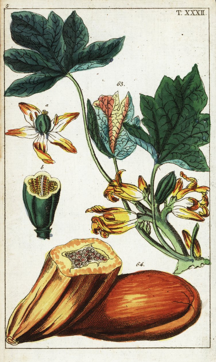 Papaya frukt, seksjon, blomster og blader, Carica papaya. av Unbekannter Künstler