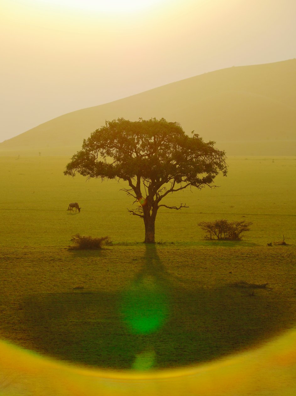 Paradis etter regnet, Chyulu Hills, 2018 (fotografi) av Unbekannter Künstler