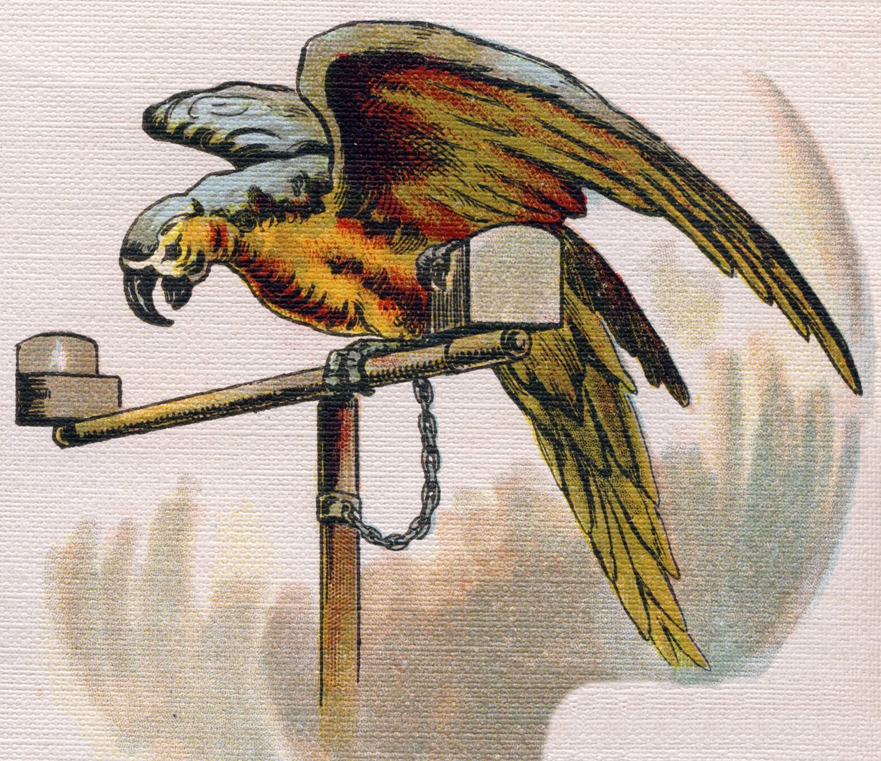 Papegøye på en abbor. Gravering i "ABC L'alphabet des bebes". Ubrytelig volum på lerret i kromolitografi. A. Capendu, redaktør, Paris. Tidlig på 1900-tallet, rundt 1905. Bilder av engelsk opprinnelse, ledsaget av ord på fransk som tilsvarer h av Unbekannt