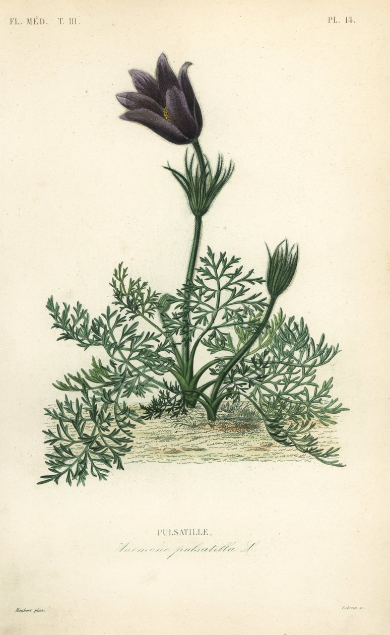 Pasqueflower eller Danes blod, Anemone pulsatilla, Pulsatille av Unbekannt
