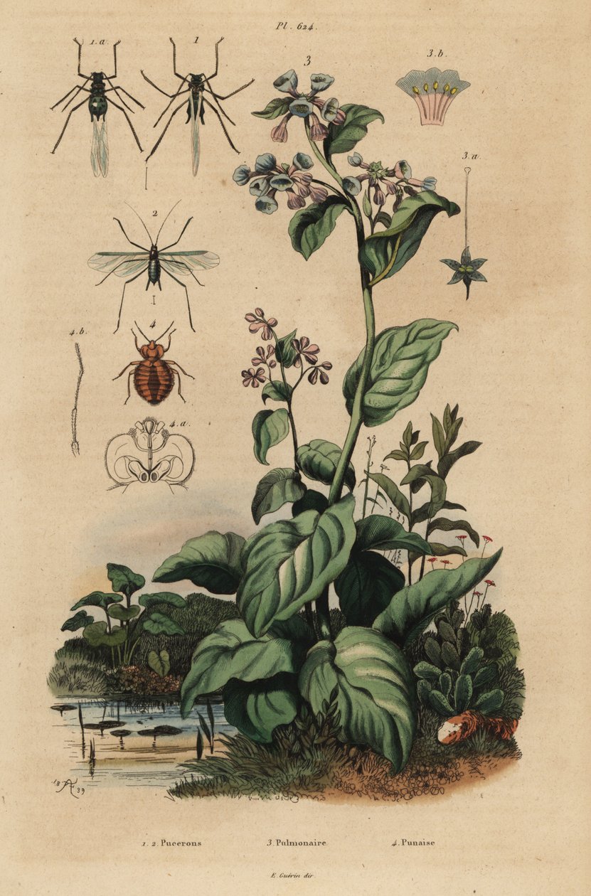 Ferskenbladlus, Myzus persicae 1, rosebladlus, Macrosiphum rose 2, Virginia blåklokker, Mertensia pulmonarioides 3 og veggedyr, Cimex lectularius 4 av Unbekannt