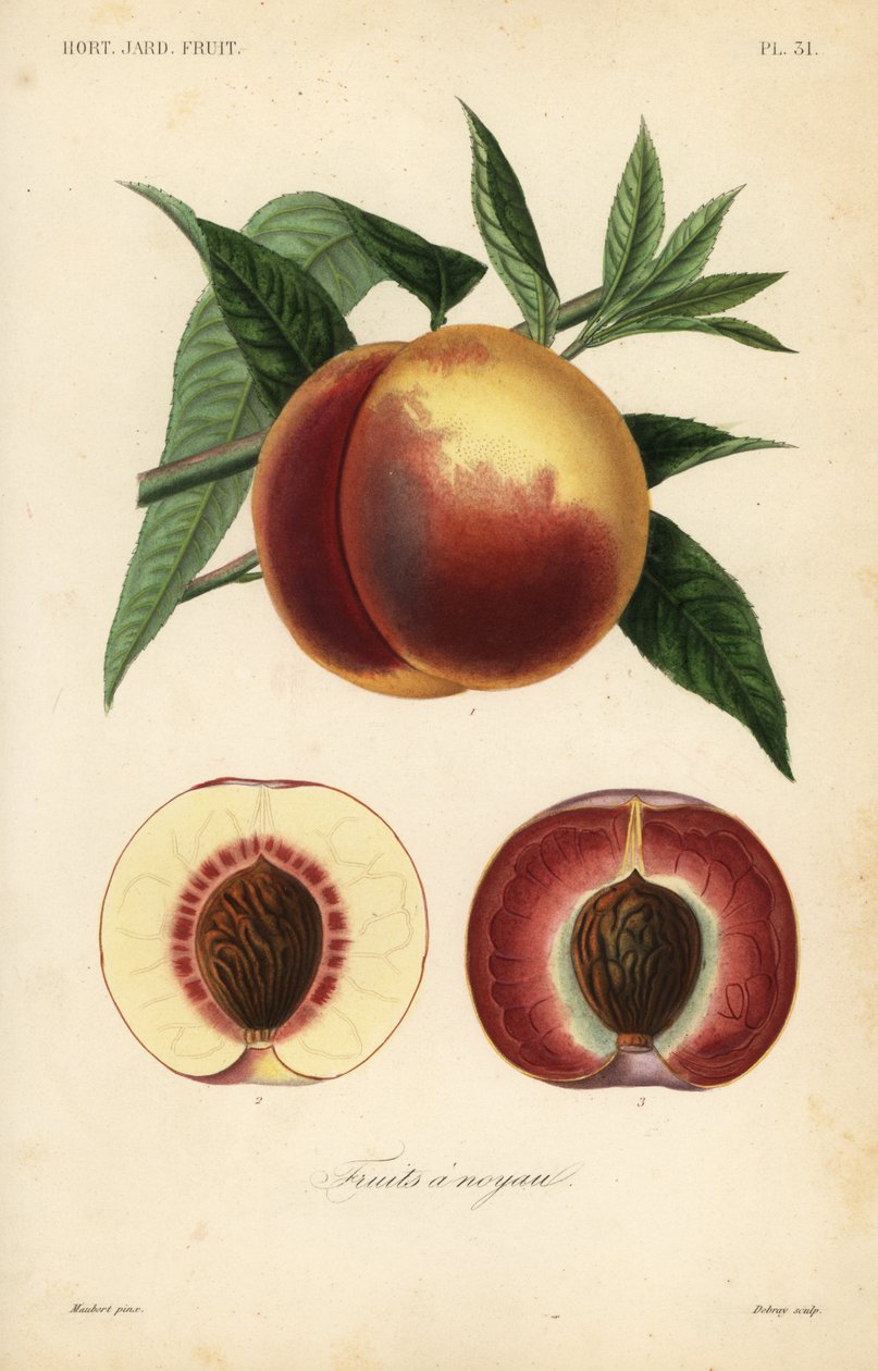 Ferskenfrukt, Prunus persica, snitt gjennom hvitt kjøtt og rødt kjøttvarianter av Unbekannt
