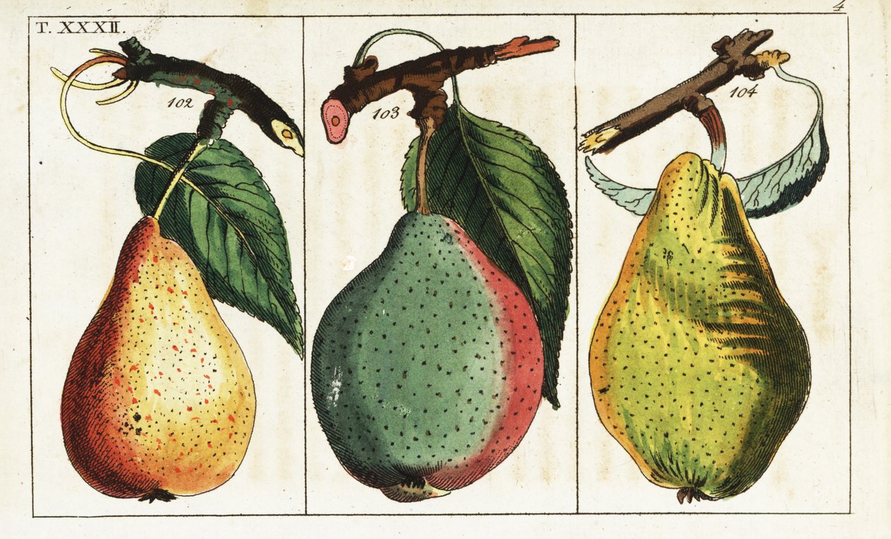 Pæresorter, Pyrus communis. av Unbekannter Künstler