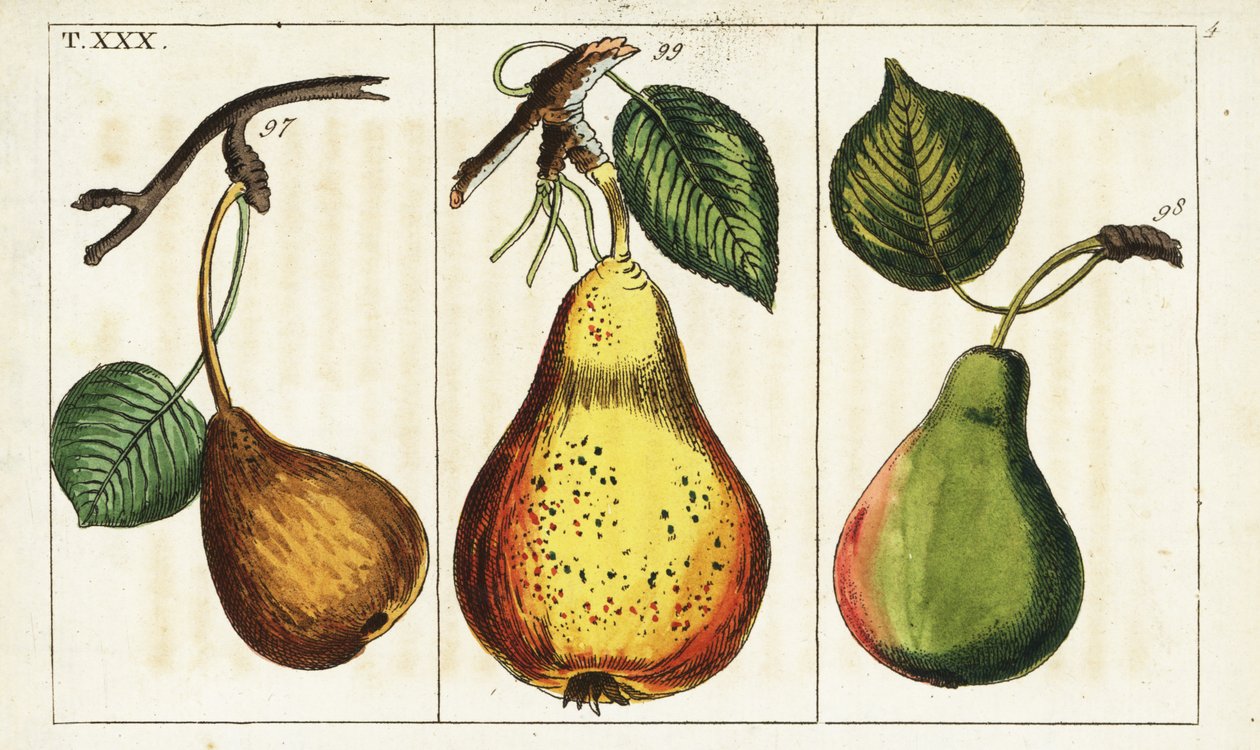 Pæresorter, Pyrus communis. av Unbekannter Künstler