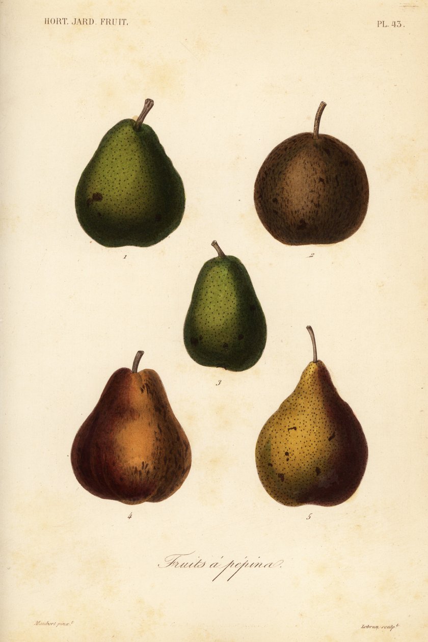 Få varianter, Pyrus communis av Unbekannt