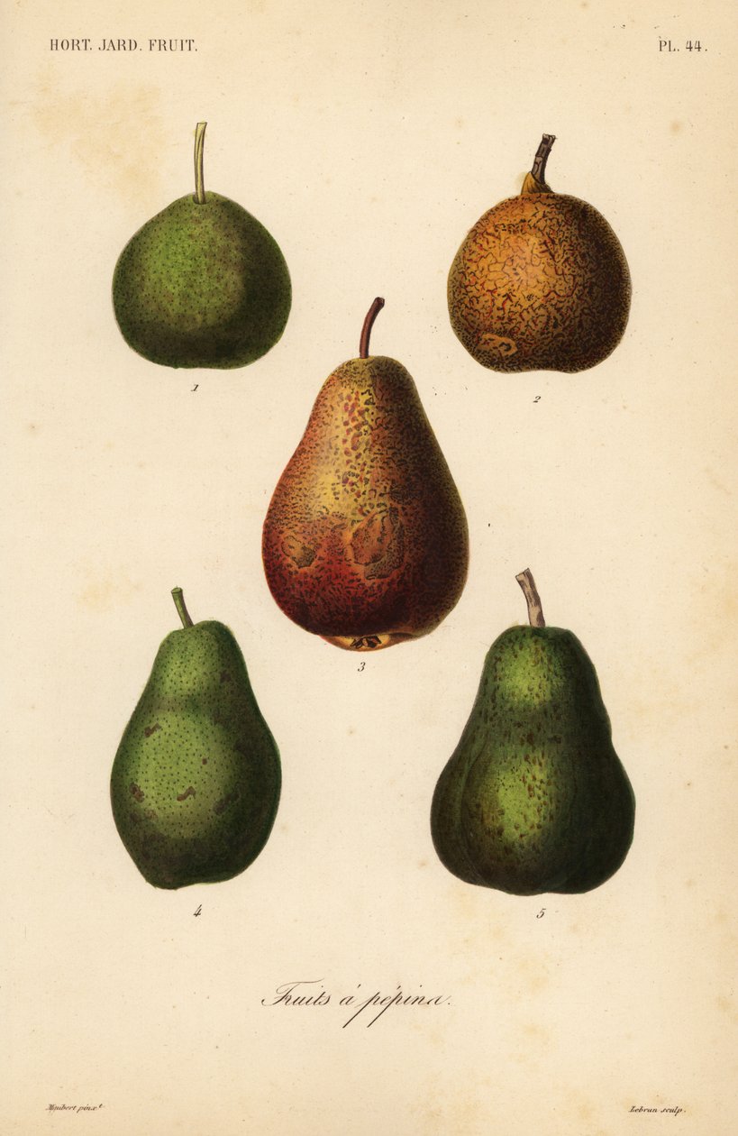 Få varianter, Pyrus communis av Unbekannt