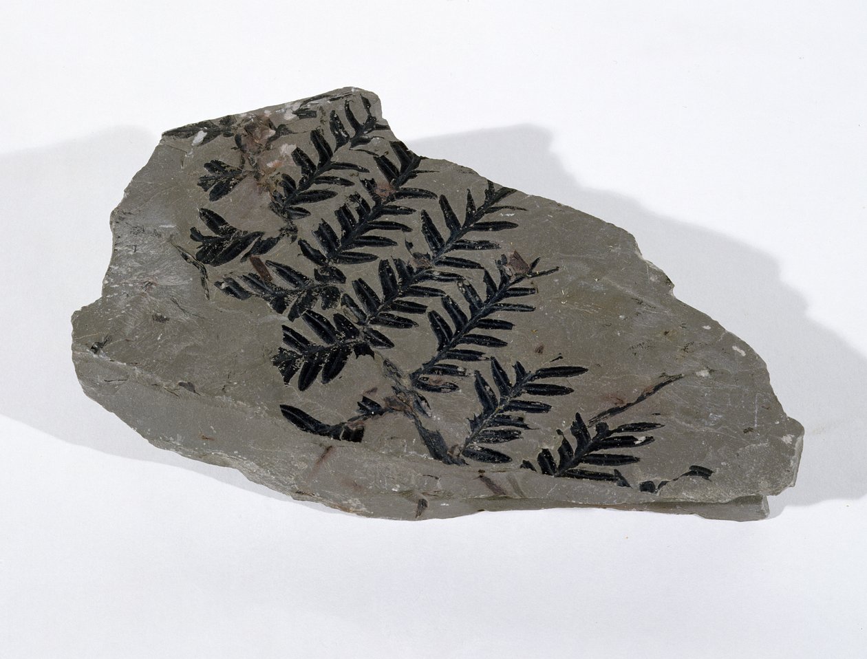 Pecopteris (Gymnosperm Frond) funnet ved Camerton, Somerset, Upper Carboniferous Period (bilde) av Unbekannt