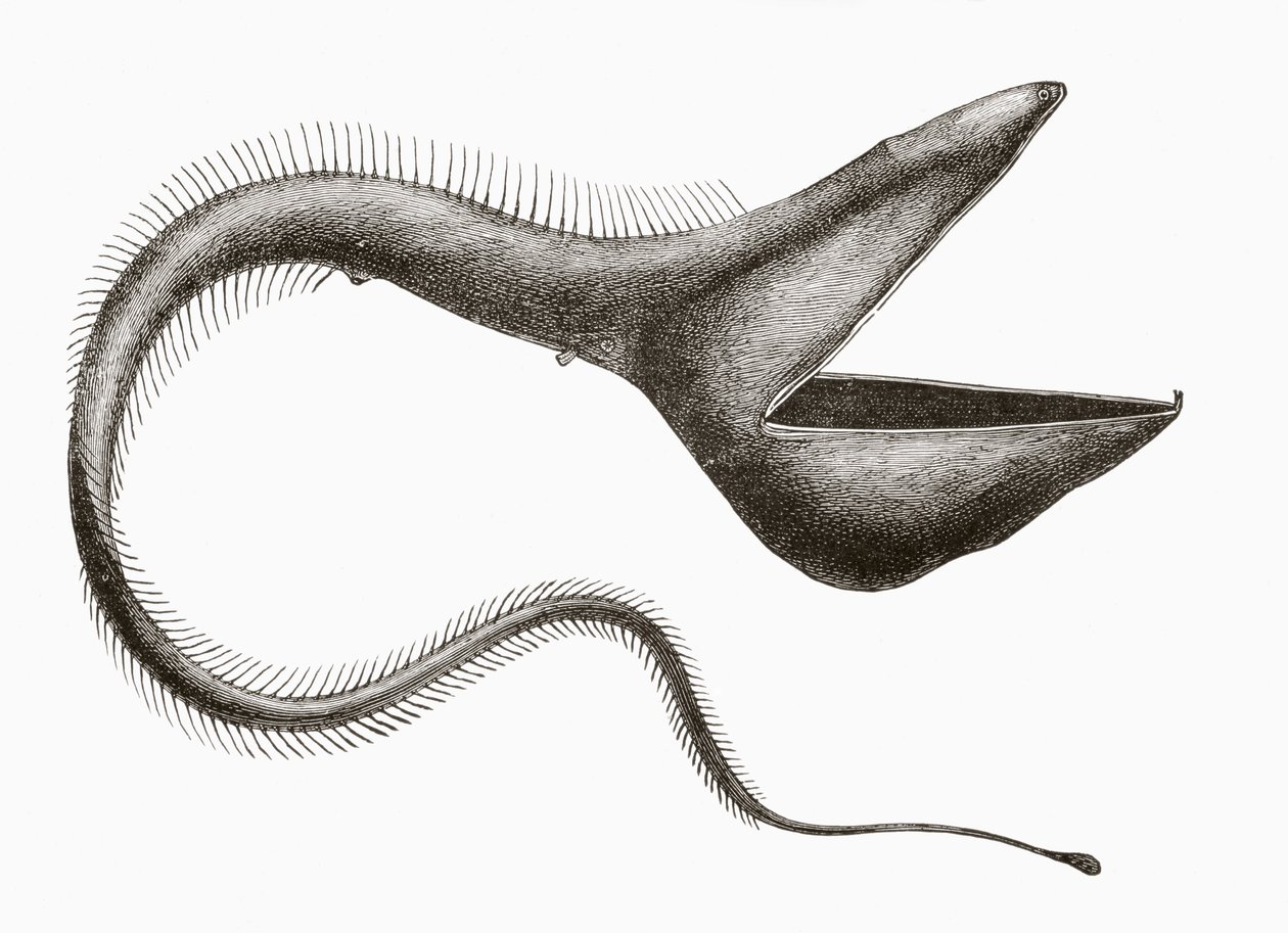 Pelican Eel eller Eurypharynx pelecanoides, en dyphavsfisk sjelden sett av mennesker, fra 'El Mundo Ilustrado', utgitt i Barcelona, ca. 1880 av Unknown